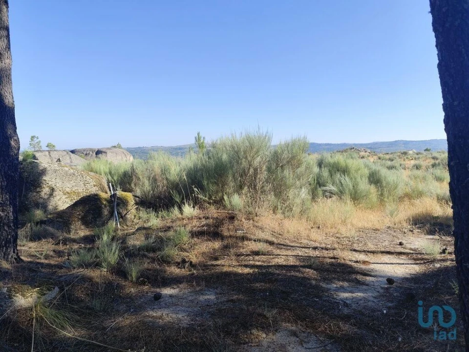 Terreno para Venda em Sernancelhe e Sarzeda Foto 4
