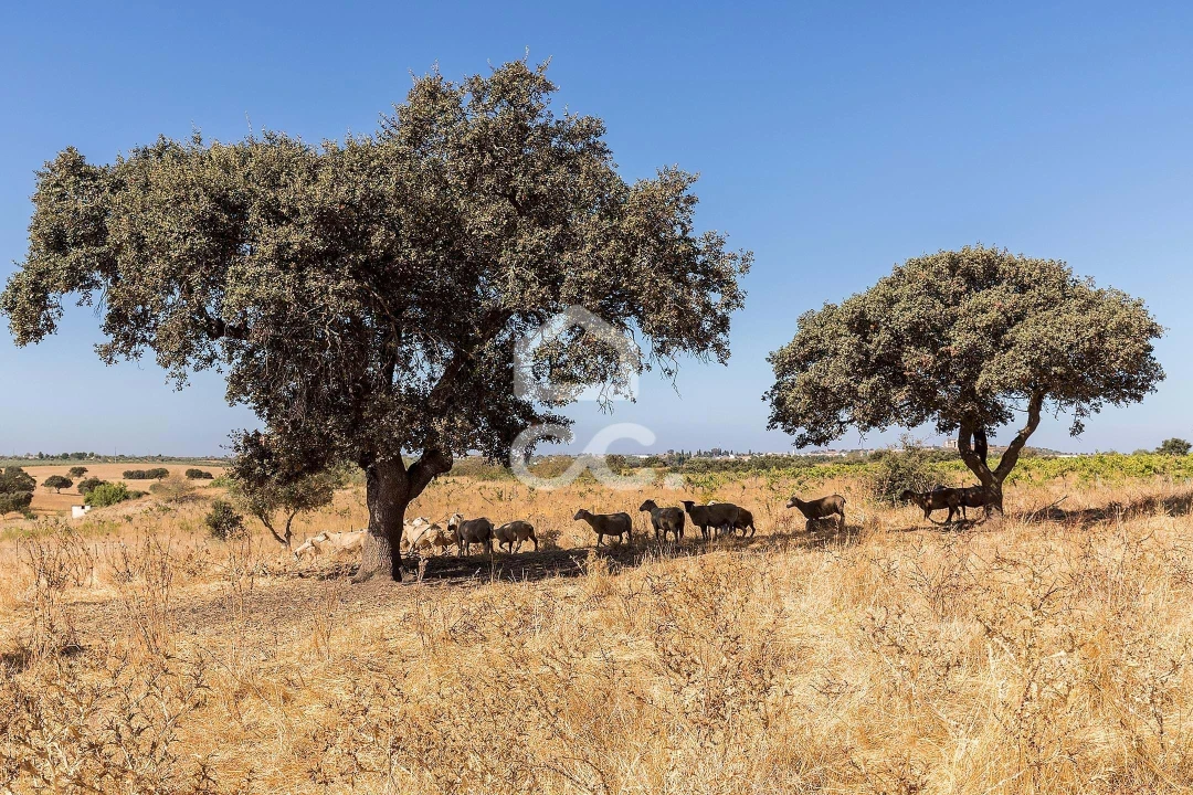 Terreno para Venda em Mourão Foto 11