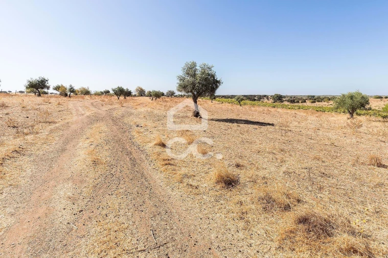 Terreno para Venda em Mourão Foto 15