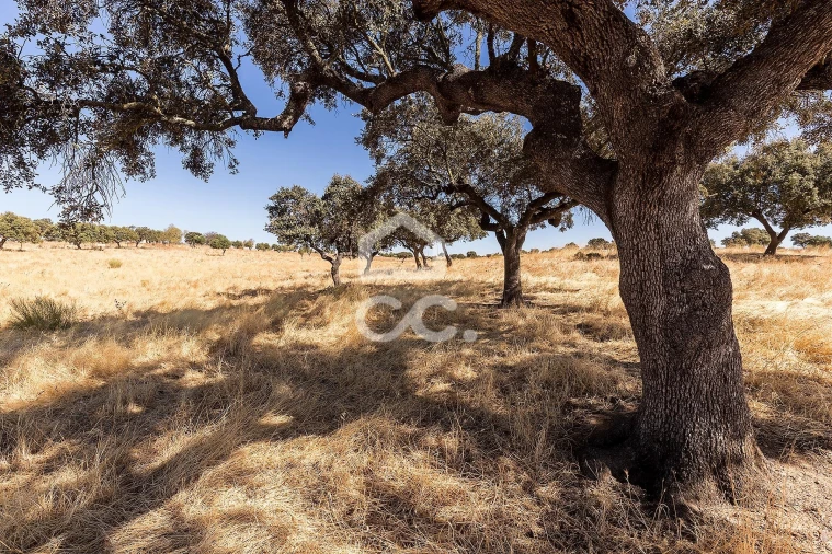 Terreno para Venda em Mourão Foto 5