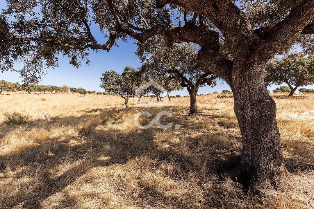 Terreno para Venda em Mourão Foto 5