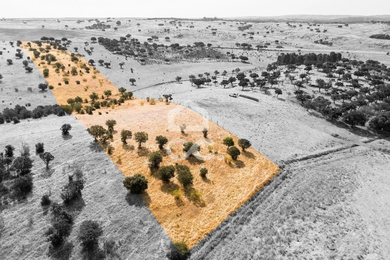 Terreno para Venda em Reguengos de Monsaraz Foto 7