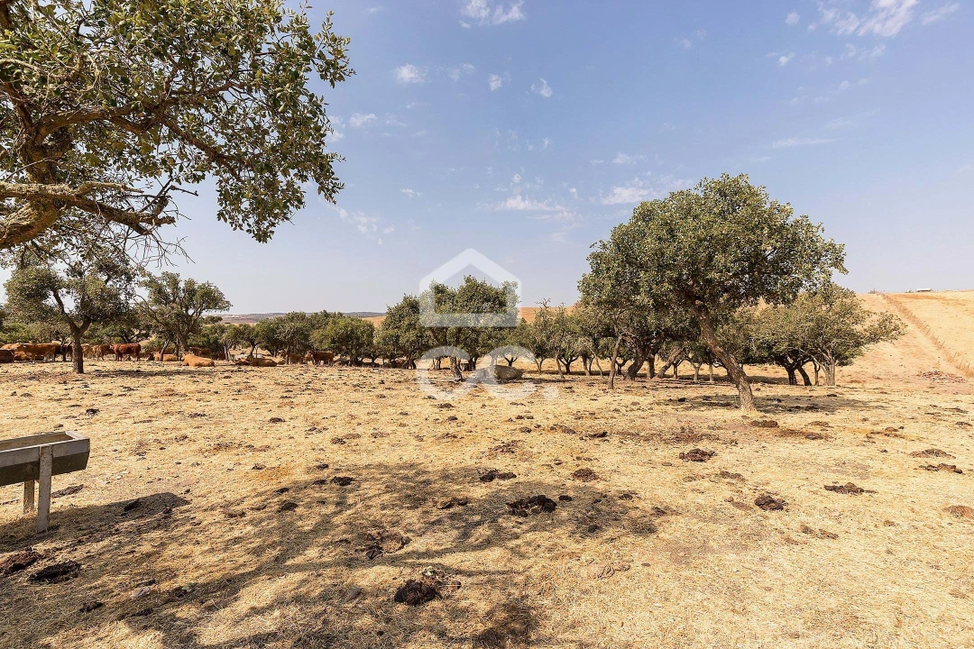 Terreno para Venda em Reguengos de Monsaraz Foto 8