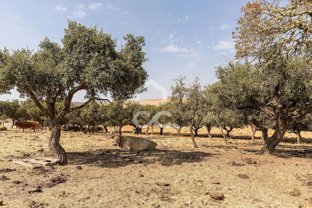 Terreno para Venda em Reguengos de Monsaraz Foto 7