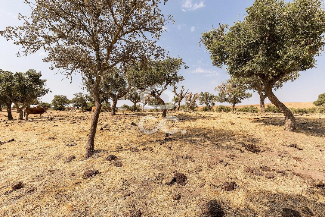 Terreno para Venda em Reguengos de Monsaraz Foto 4