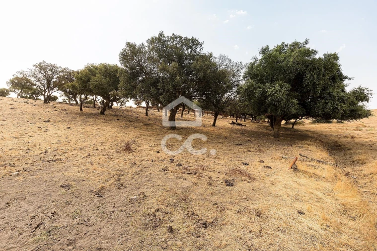 Terreno para Venda em Reguengos de Monsaraz Foto 2