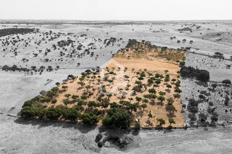 Terreno para Venda em Reguengos de Monsaraz Foto 1