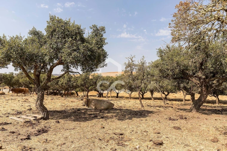 Terreno para Venda em Reguengos de Monsaraz Foto 7