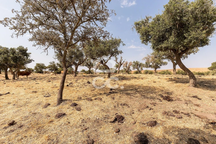 Terreno para Venda em Reguengos de Monsaraz Foto 4