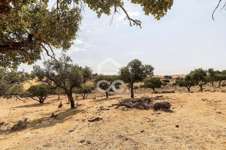 Terreno para Venda em Reguengos de Monsaraz Foto 5