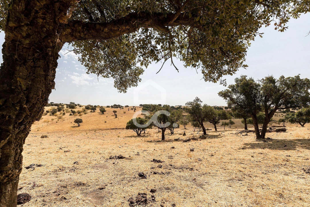 Terreno para Venda em Reguengos de Monsaraz Foto 6