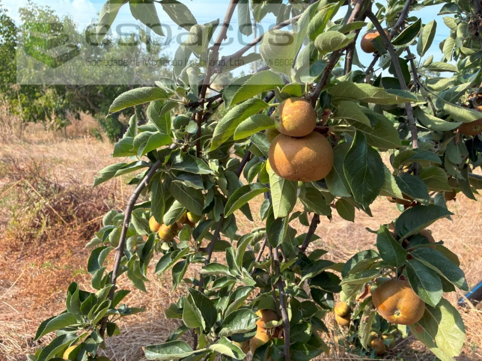 Quinta para Venda em Teixoso e Sarzedo Foto 23