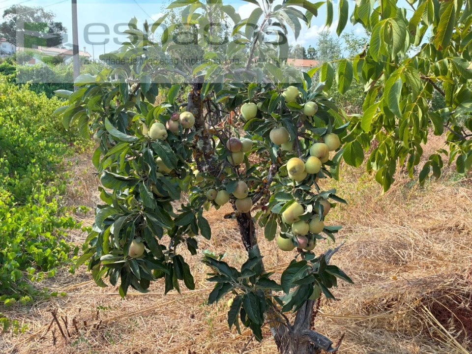 Quinta para Venda em Teixoso e Sarzedo Foto 27