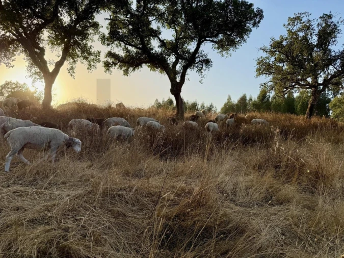 Quinta T4 para Venda em Grândola e Santa Margarida da Serra Foto 25