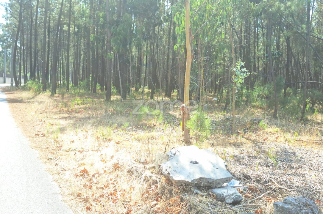 Terreno para Venda em Sanguinheira Foto 19