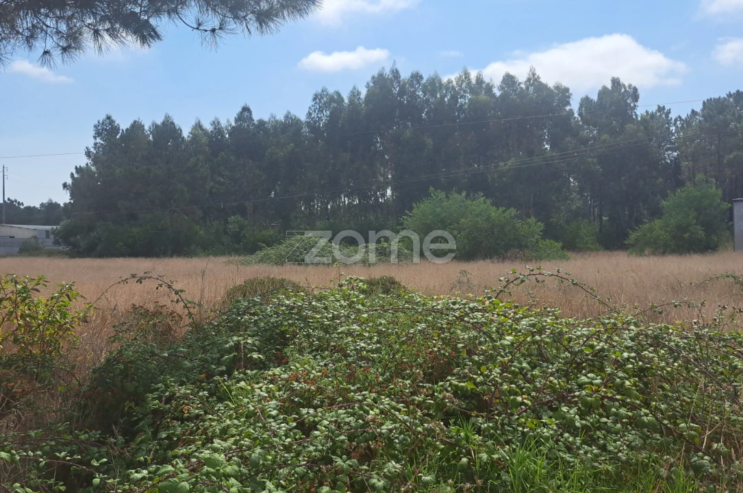 Terreno para Venda em Sanguinheira Foto 12