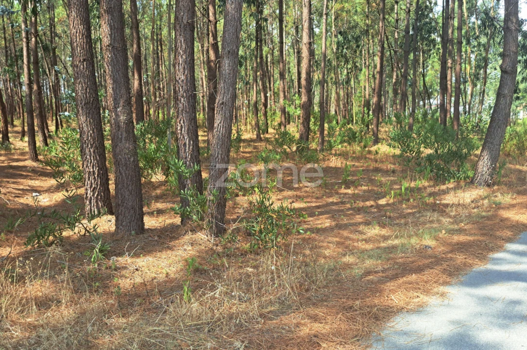 Terreno para Venda em Sanguinheira Foto 18