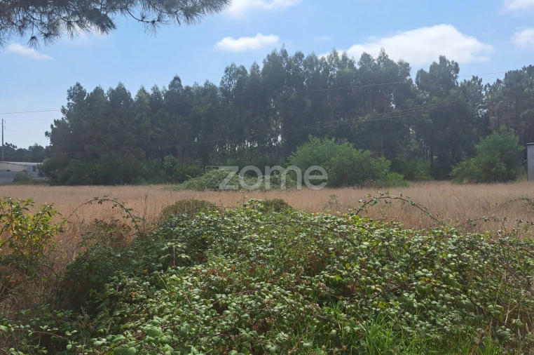 Terreno para Venda em Sanguinheira Foto 12