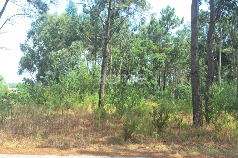 Terreno para Venda em Sanguinheira Foto 15