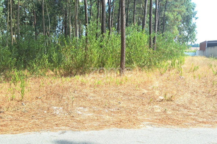 Terreno para Venda em Sanguinheira Foto 16