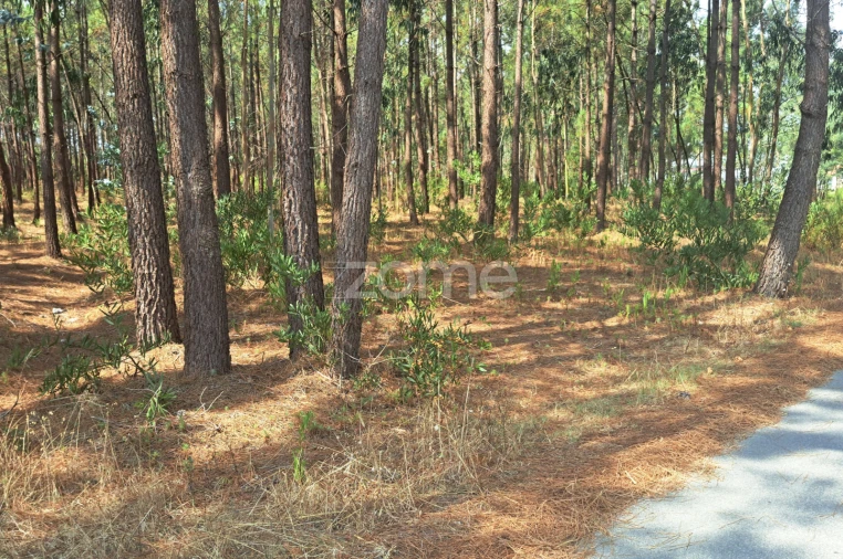 Terreno para Venda em Sanguinheira Foto 18