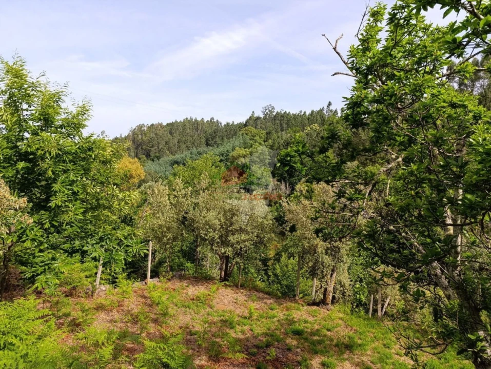 Terreno para Venda em Pedrogão Pequeno Foto 17