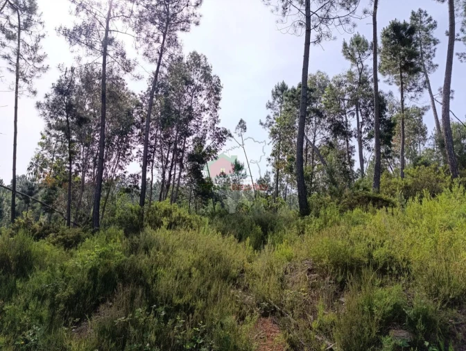 Terreno para Venda em Pedrogão Pequeno Foto 3