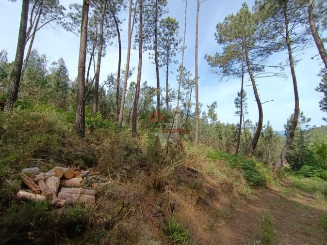 Terreno para Venda em Pedrogão Pequeno Foto 52