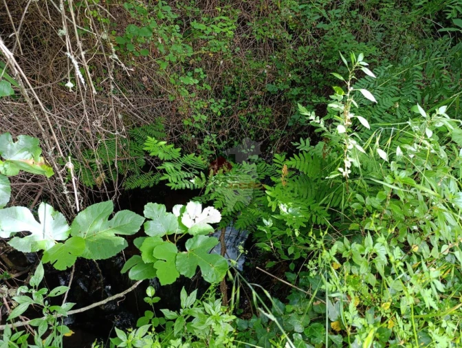 Terreno para Venda em Pedrogão Pequeno Foto 41