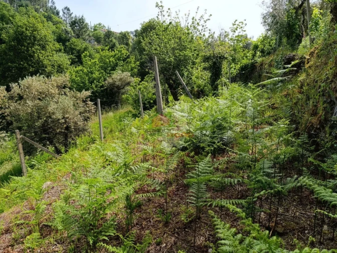 Terreno para Venda em Pedrogão Pequeno Foto 45