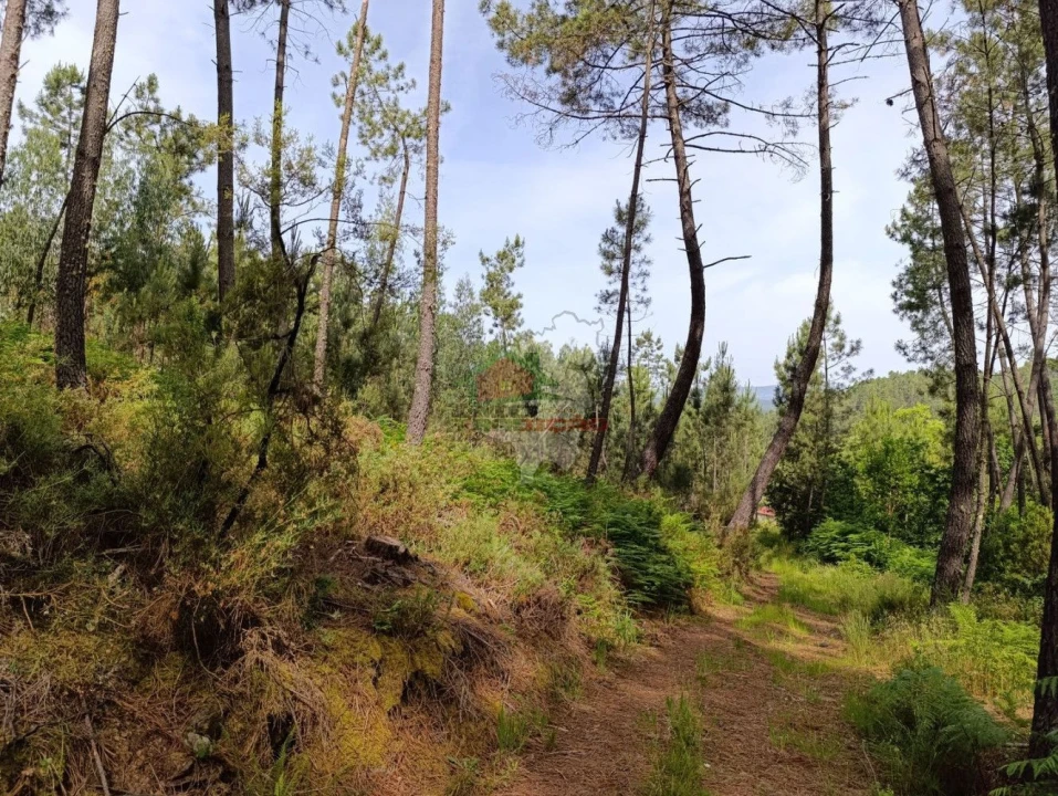 Terreno para Venda em Pedrogão Pequeno Foto 51