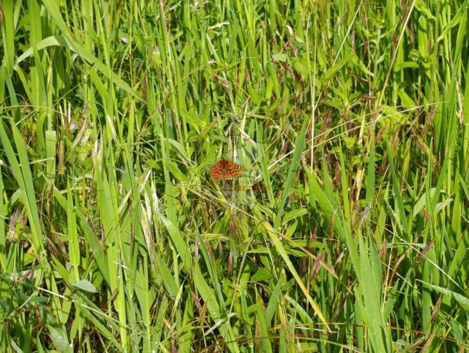Terreno para Venda em Pedrogão Pequeno Foto 40