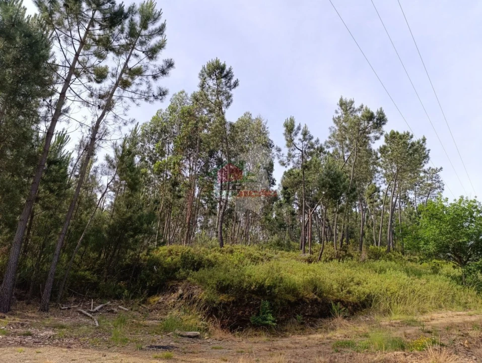 Terreno para Venda em Pedrogão Pequeno Foto 18