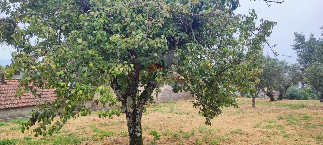 Quinta T10 para Venda em Pedrogão Pequeno Foto 73