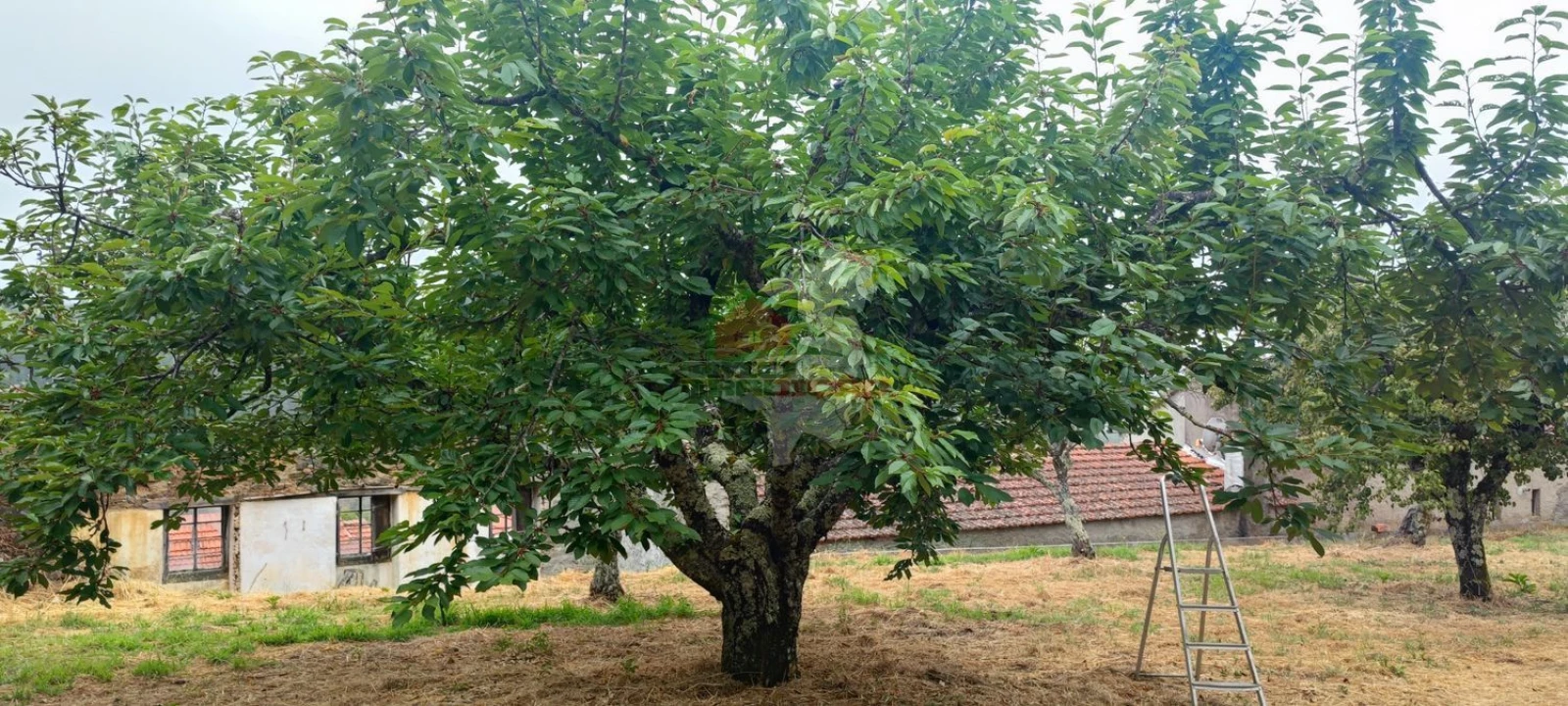 Quinta T10 para Venda em Pedrogão Pequeno Foto 70