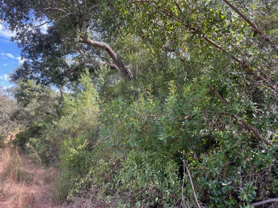 Quinta T3 para Venda em Abela Foto 9