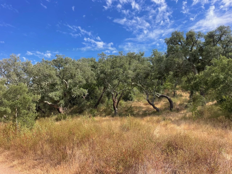 Quinta T3 para Venda em Abela Foto 11