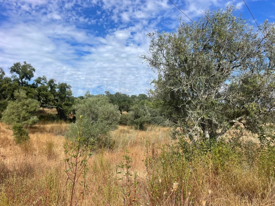 Quinta T3 para Venda em Abela Foto 12