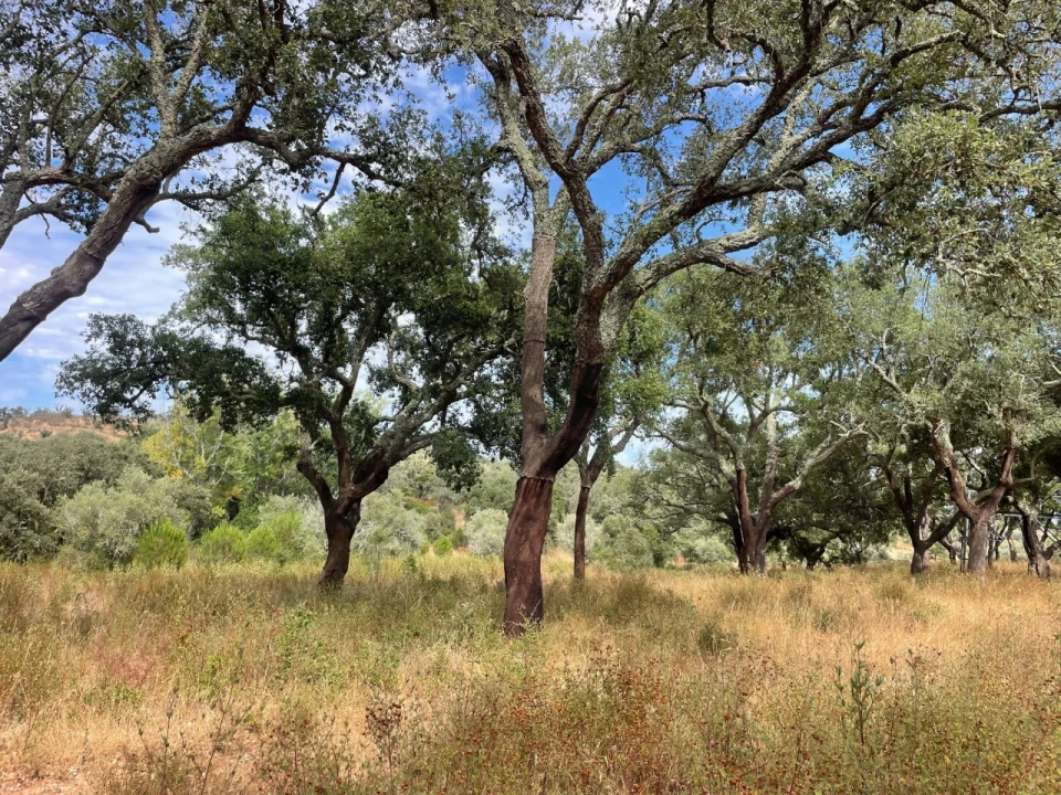 Quinta T3 para Venda em Abela Foto 14