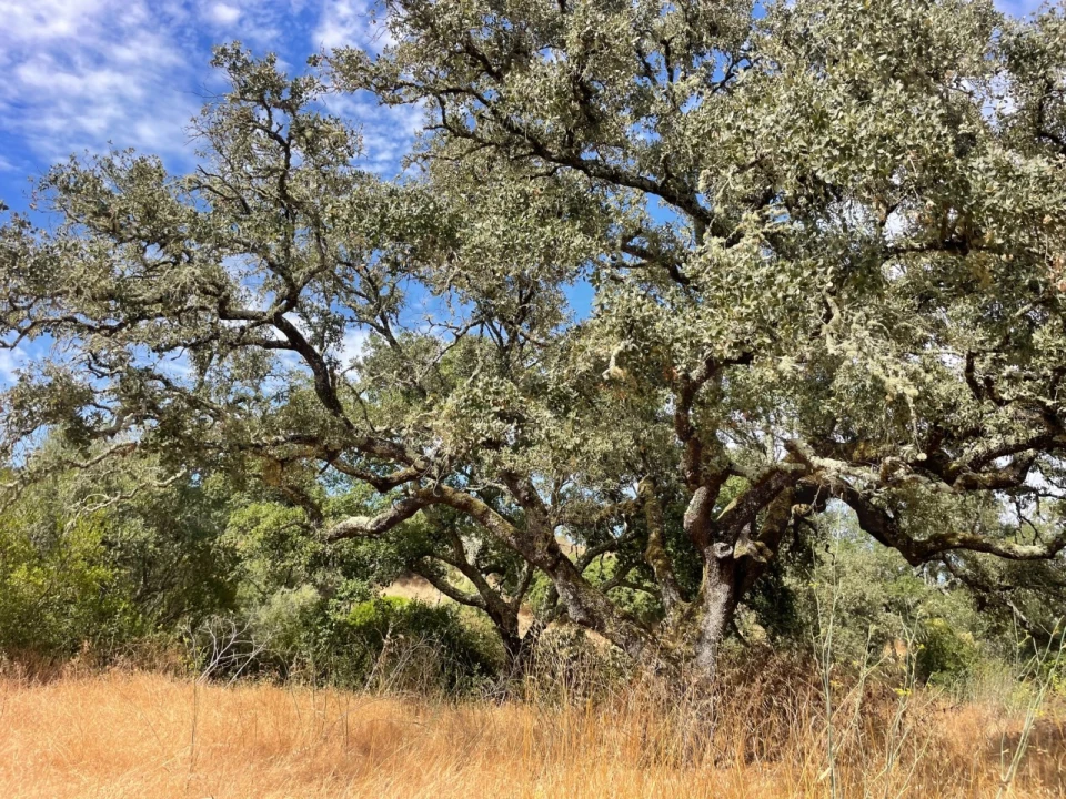 Quinta T3 para Venda em Abela Foto 21