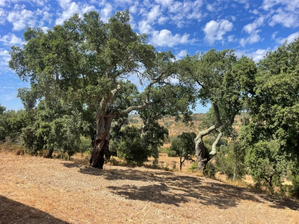Quinta T3 para Venda em Abela Foto 42