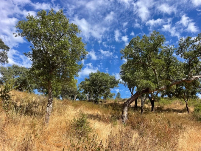 Quinta T3 para Venda em Abela