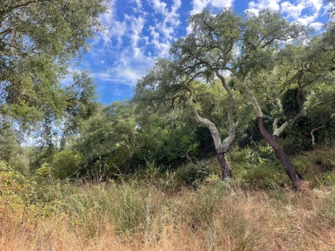 Quinta T3 para Venda em Abela Foto 8