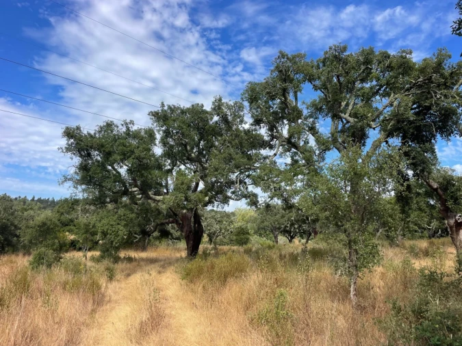 Quinta T3 para Venda em Abela Foto 24
