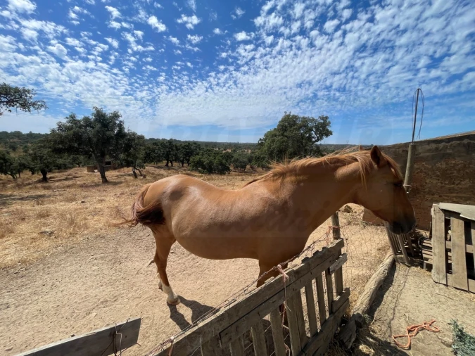 Quinta T3 para Venda em Abela Foto 47