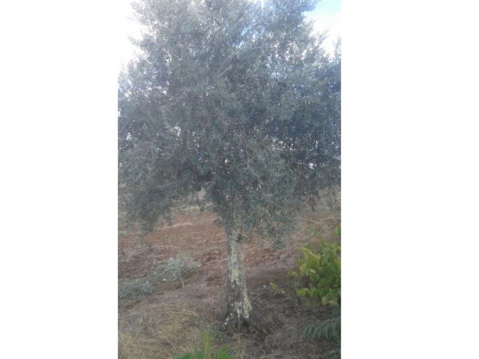 Terreno Agricola ou Rústico para Venda em Montargil Foto 15