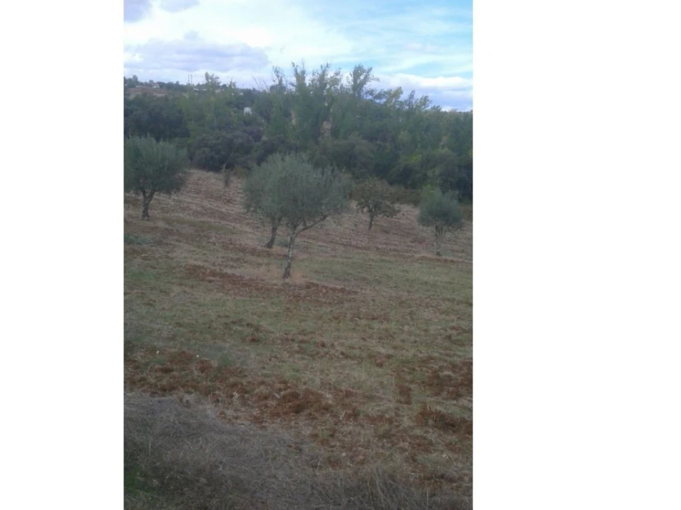 Terreno Agricola ou Rústico para Venda em Montargil Foto 16