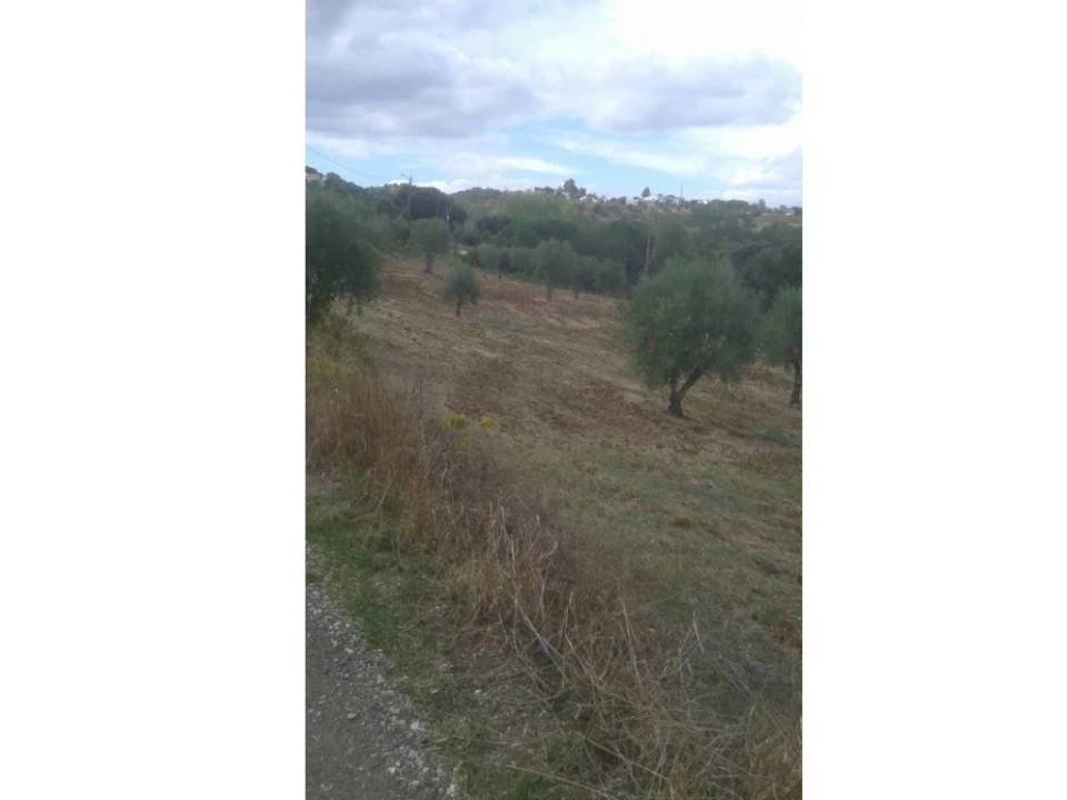 Terreno Agricola ou Rústico para Venda em Montargil Foto 17