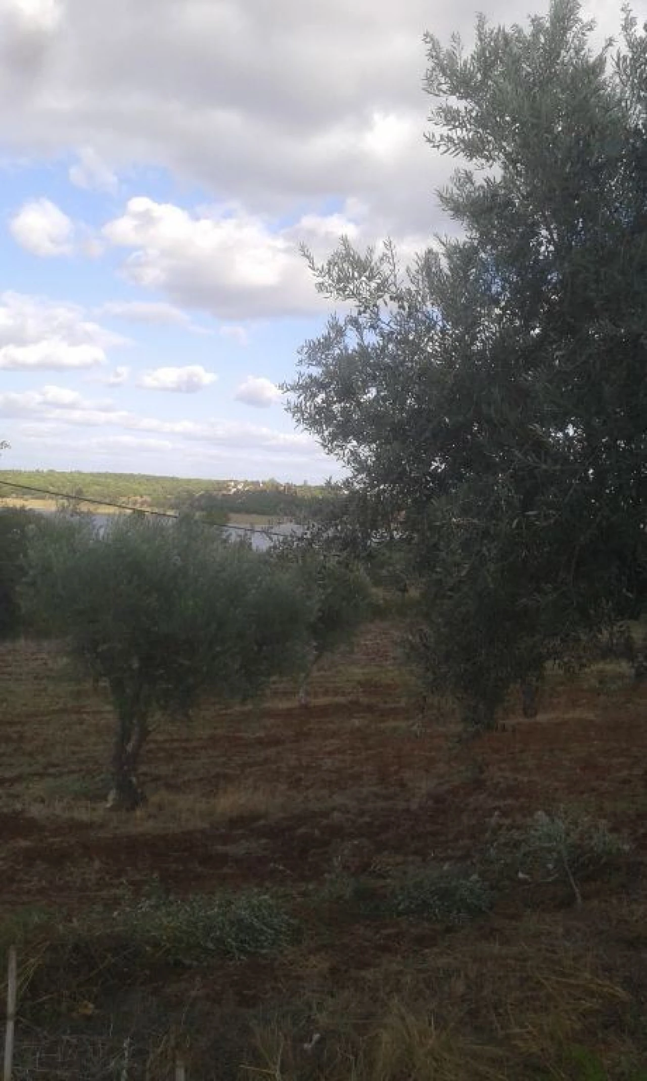 Terreno Agricola ou Rústico para Venda em Montargil Foto 21