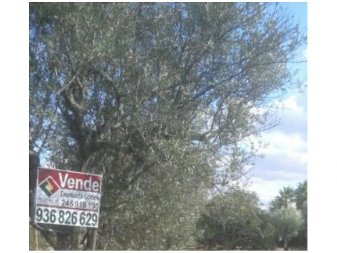 Terreno Agricola ou Rústico para Venda em Montargil Foto 11